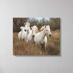 Dravende Camargue-paarden Canvas Afdruk