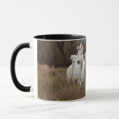 Dravende Camargue-paarden Mok (Links)