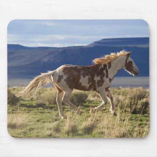 Draver Stallion, Steens Mountains, Oregon Muismat (Voorkant)