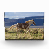 Draverde hengst, Steens Mountains, Oregon Fotoblokken (Voorkant)