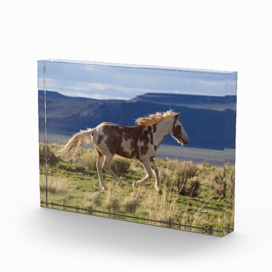 Draverde hengst, Steens Mountains, Oregon Fotoblokken (Rechts)