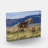 Draverde hengst, Steens Mountains, Oregon Fotoblokken (Links)
