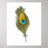 Drawing of a Single Peacock Feather Poster (Voorkant)