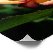 Dream Come True Rose Poster (Hoek)