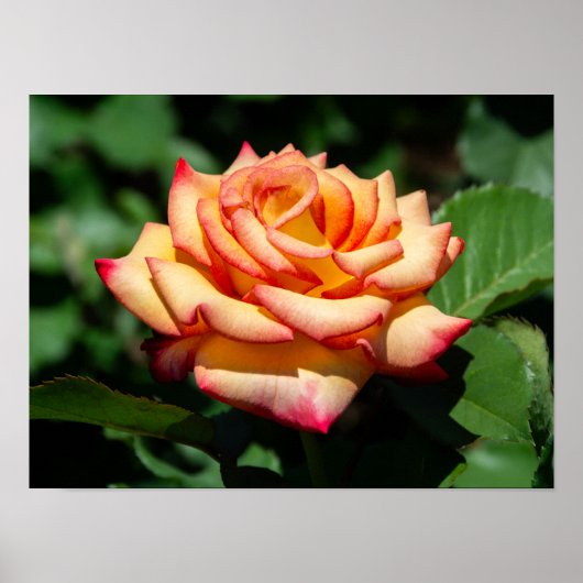 Dream Come True Rose Poster (Voorkant)