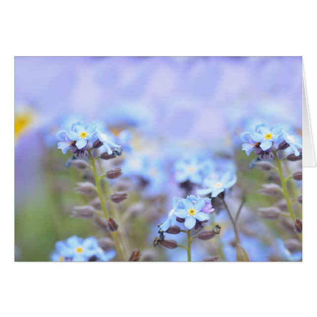 Dream in blauw (Voorkant Horizontaal)