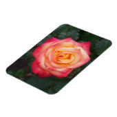 Dream komt uit waar Roos #1-1 Magnet Magneet (Linkerzijde)