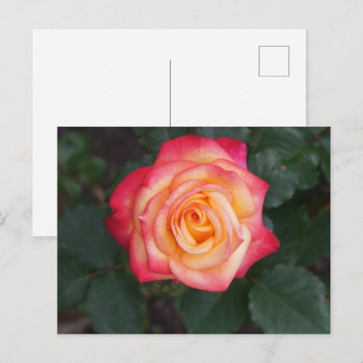 Dream komt uit waar Roos #1 Briefkaart (Voorkant / Achterkant)