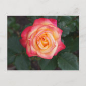 Dream komt uit waar Roos #1 Briefkaart (Voorkant)