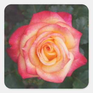 Dream komt uit waar Roos #1 Sticker