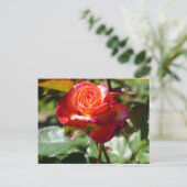 Dream komt uit waar Roos #2-2 Briefkaart (Staand voorkant)