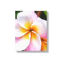Dream Palette: franjipani flower
