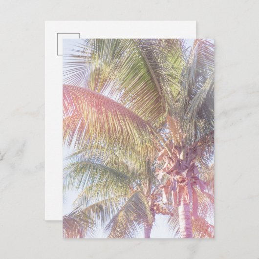 Dream Palm Tree Briefkaart (Voorkant / Achterkant)