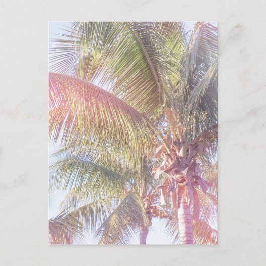 Dream Palm Tree Briefkaart (Voorkant)