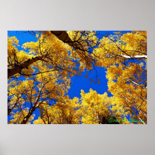 Dreaming in kleur poster