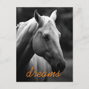 Dreams Motivatie Black & White Horse Head Briefkaart