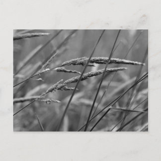 Dreams op zomerdag briefkaart