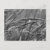 Dreams op zomerdag briefkaart (Voorkant)