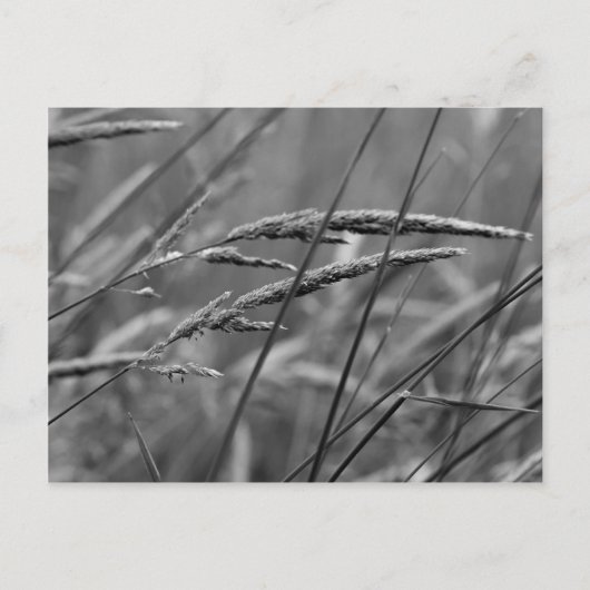 Dreams op zomerdag briefkaart (Voorkant)