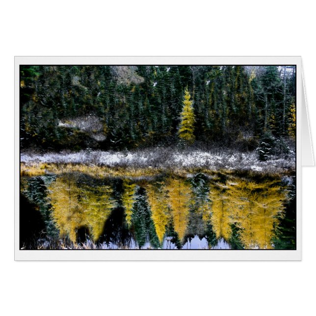 Dreams van een jonge Tamarack (Voorkant Horizontaal)