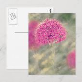 Dreamweaver Alliums Briefkaart (Voorkant / Achterkant)
