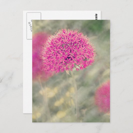 Dreamweaver Alliums Briefkaart (Voorkant / Achterkant)