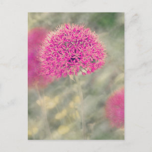 Dreamweaver Alliums Briefkaart
