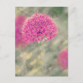 Dreamweaver Alliums Briefkaart (Voorkant)