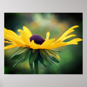 Dreamweaver Black Eyed Susan Daisy Flower Poster