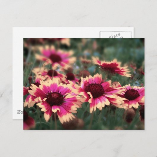 Dreamweaver Blanket Flowers Briefkaart (Voorkant / Achterkant)