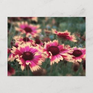 Dreamweaver Blanket Flowers Briefkaart