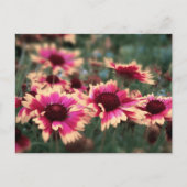 Dreamweaver Blanket Flowers Briefkaart (Voorkant)
