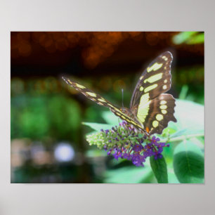 Dreamweaver Butterfly on Flower Natuur Poster