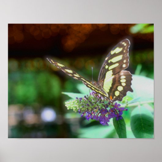 Dreamweaver Butterfly on Flower Natuur Poster (Voorkant)