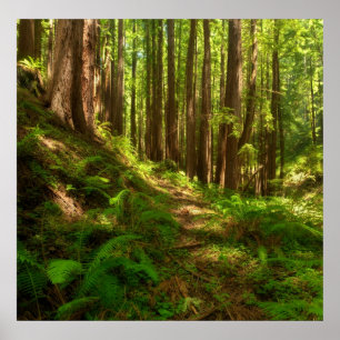 Dreamweaver California Redwood Poster