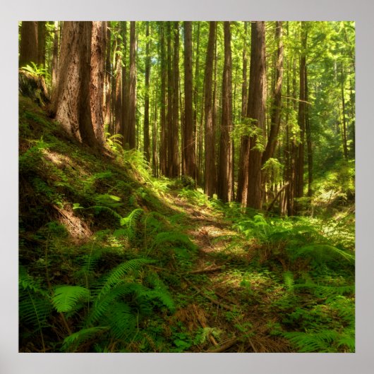 Dreamweaver California Redwood Poster (Voorkant)