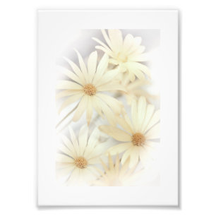 Dreamweaver Daisies 2 Foto Afdruk