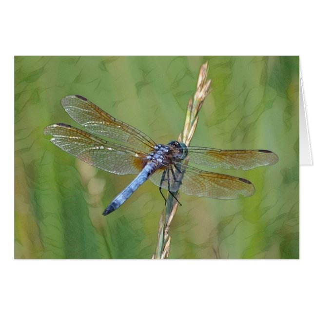 Dreamweaver Dragonfly (Voorkant Horizontaal)