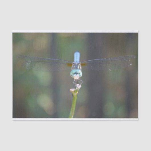 Dreamweaver Dragonfly tissuepapier (Voorkant)