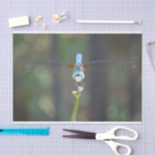 Dreamweaver Dragonfly tissuepapier (Craft)