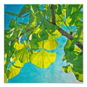 Dreamweaver Fans Foto Afdruk