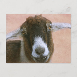 Dreamweaver Handsome Goat Briefkaart