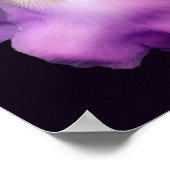 Dreamweaver Lavender Bearded Iris Flower Poster (Hoek)
