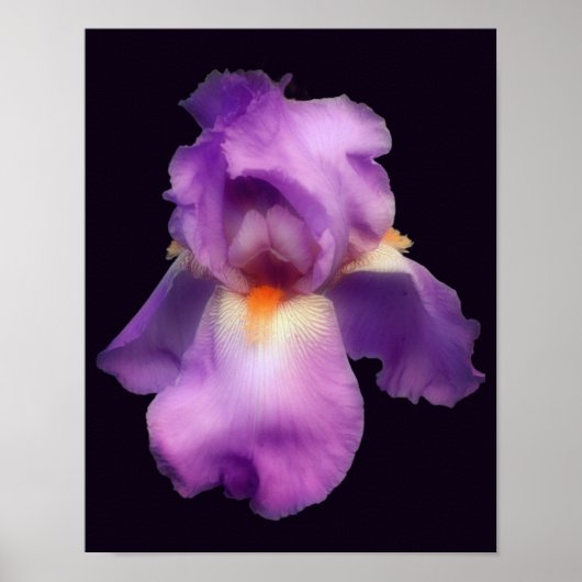 Dreamweaver Lavender Bearded Iris Flower Poster (Voorkant)