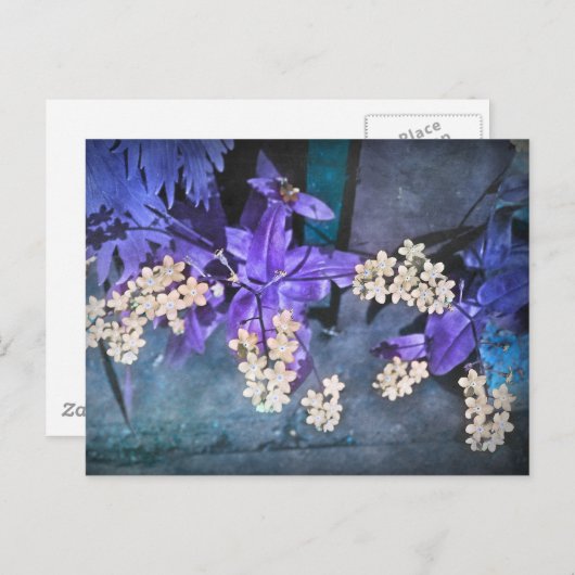 Dreamweaver vergeet me Nots (Myosotis) Briefkaart (Voorkant / Achterkant)