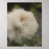 Dreamweaver White Rose Flower Poster (Voorkant)