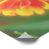 Dreamweaver Zinnia Flower Poster (Hoek)