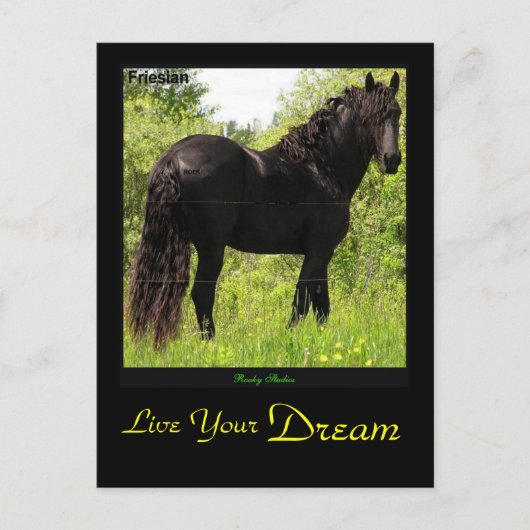Dreamweaver'Friesian Briefkaart (Voorkant)