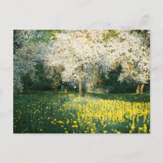Dreamy spring orchard briefkaart (Voorkant)