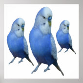 drei blaue Wellensittiche Poster (Voorkant)
